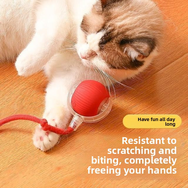 electric pet toy